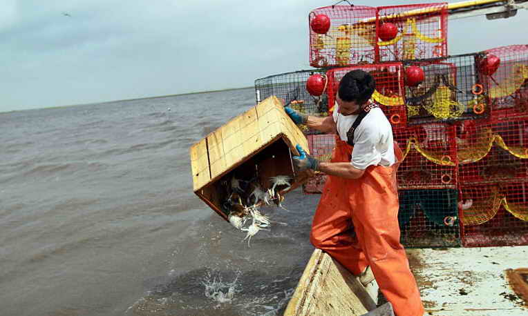 Загрязнённые нефтью морепродукты