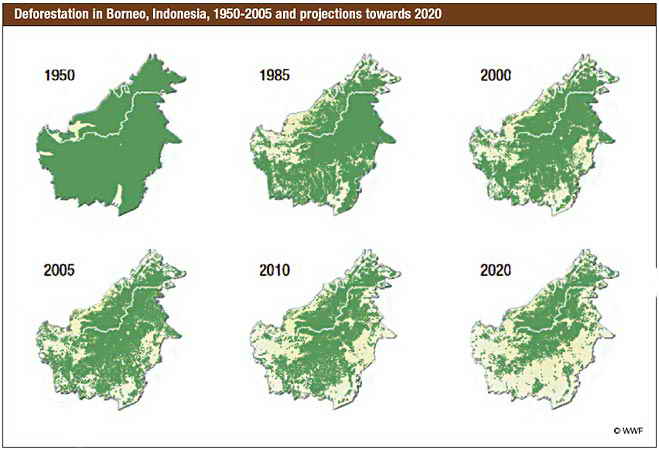Вырубки лесов на Борнео