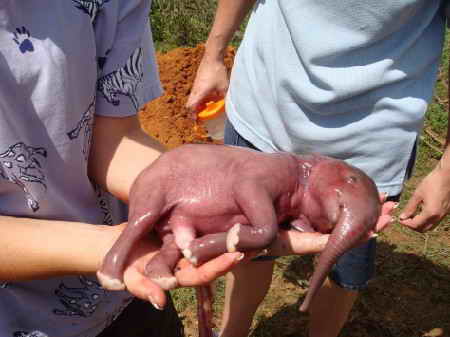 новорожденный слоник