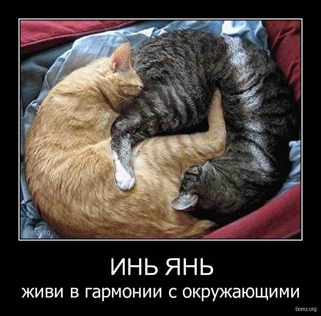Демотиваторы: кошки