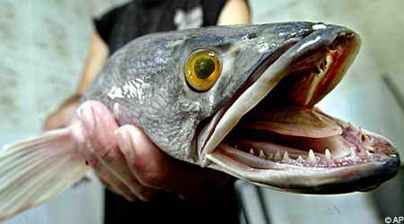 Змееголовая рыба (snakehead)