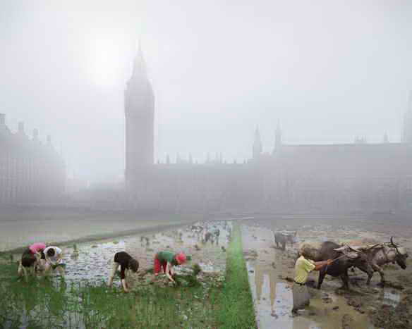 Рисовые поля на Парламентской площади Лондона