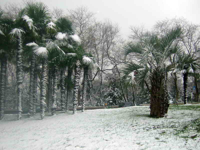 Сочинские пальмы под снегом