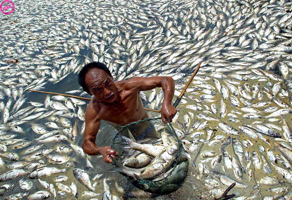 Мёртвая рыба в Китайском озере