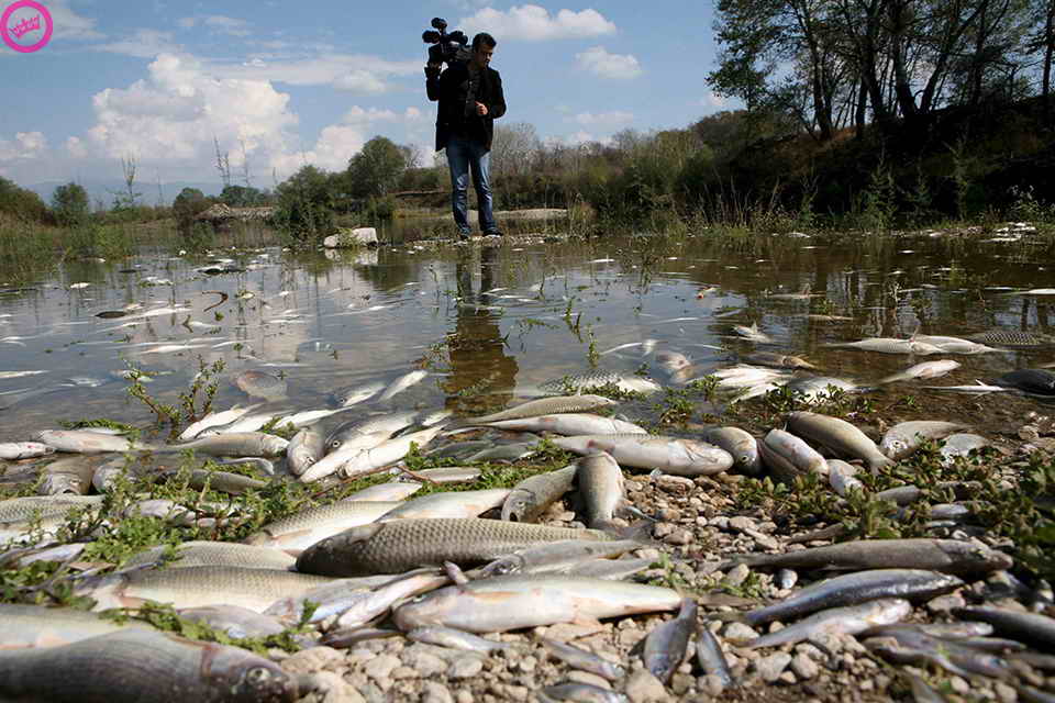 Мёртвая рыба в одной из рек Греции