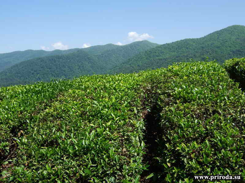 Чайные плантации ОАО 