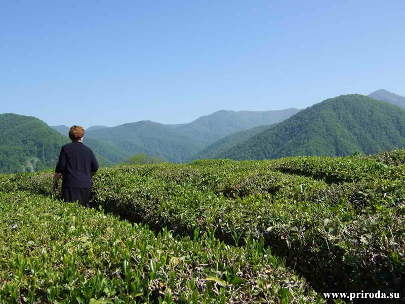 Чайные плантации Солох-аула (Большой Сочи)