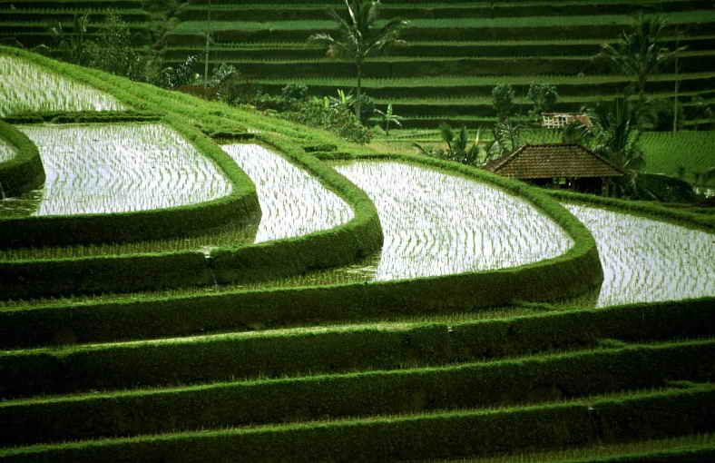 Плантации риса