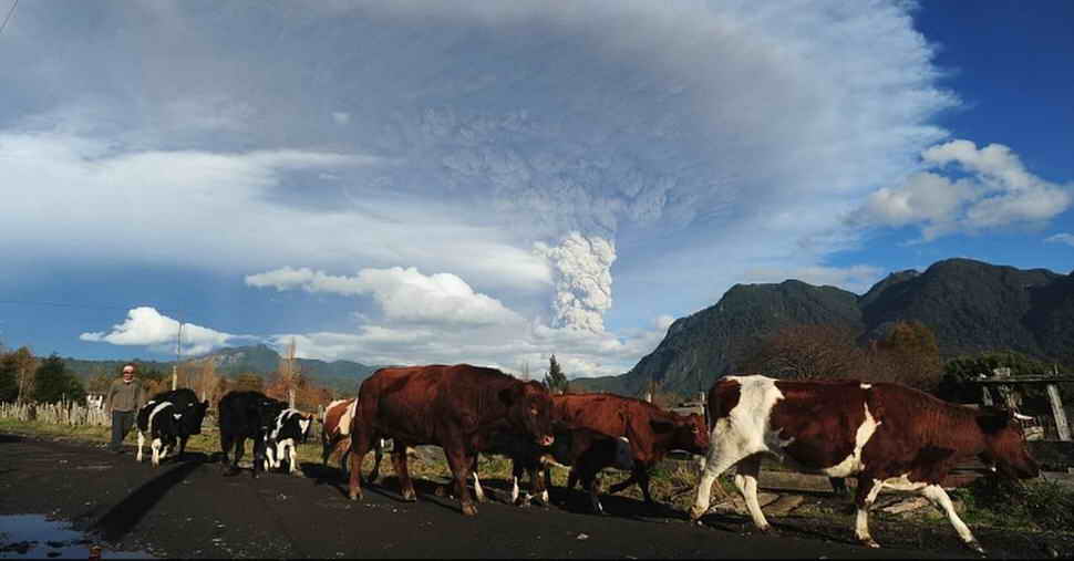 животные и извержение вулкана