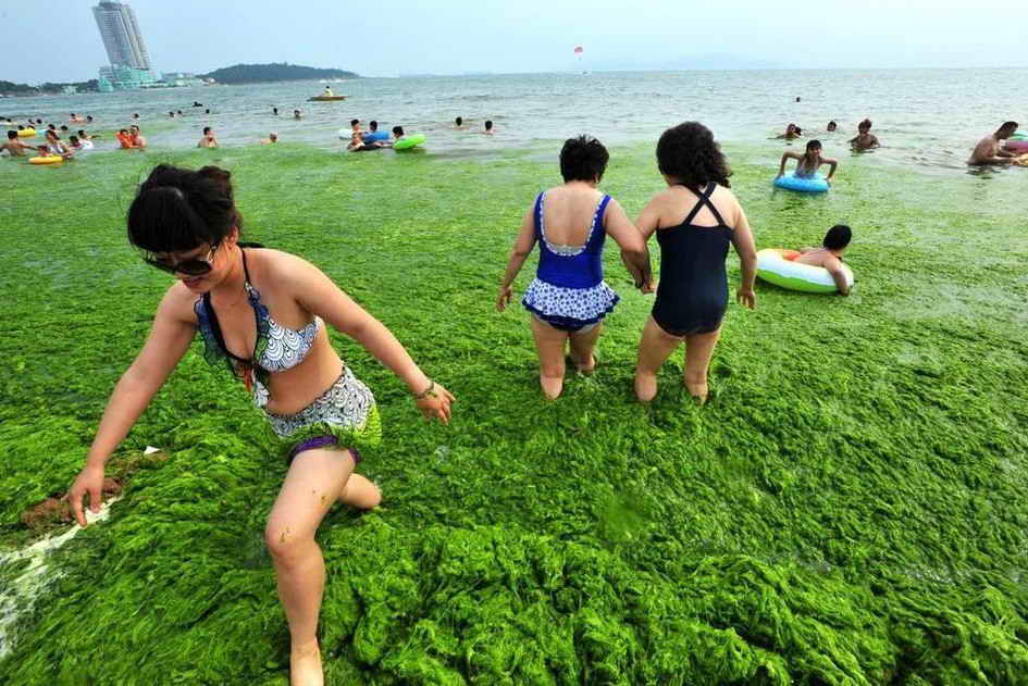 водоросли в Китае
