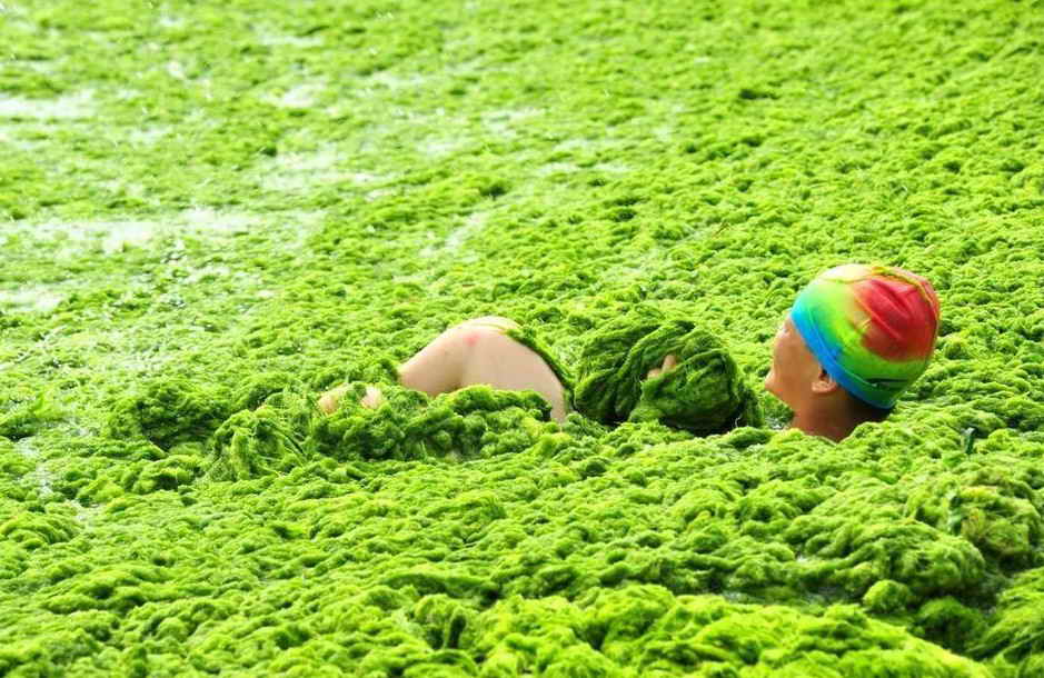 водоросли в Китае