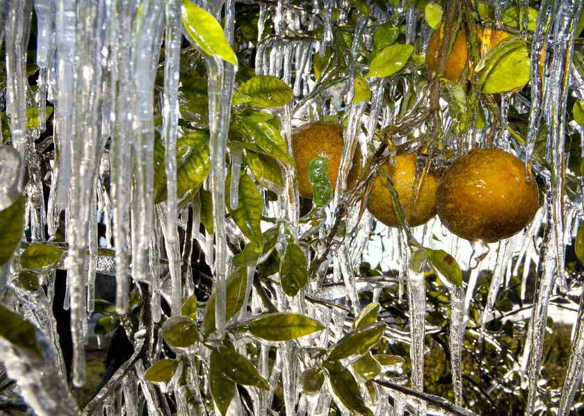 Замёрзшие апельсиновые деревья Флориды