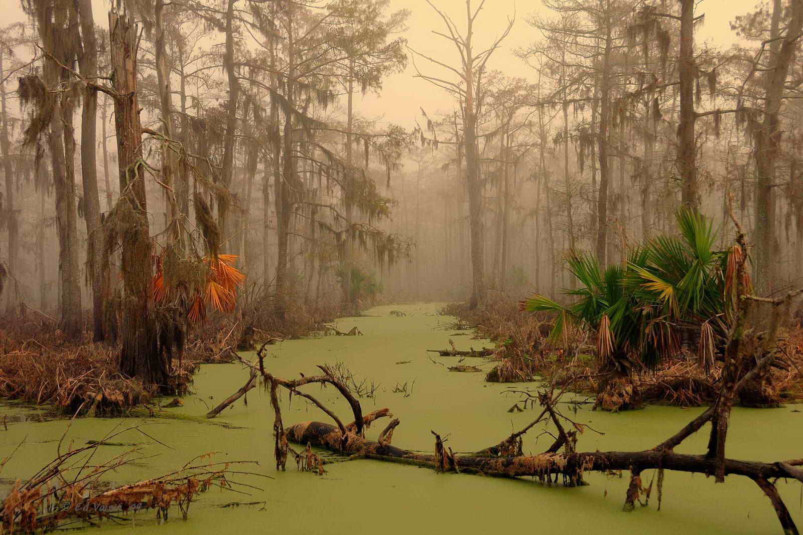 Луизианские болота Манчак